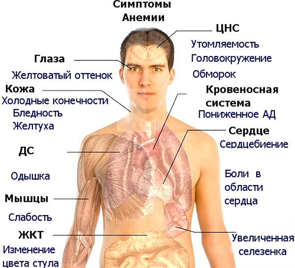 недостаток витамина в12