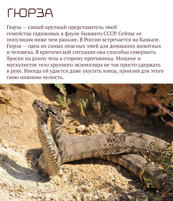 Самые опасные животные России (17 фото)