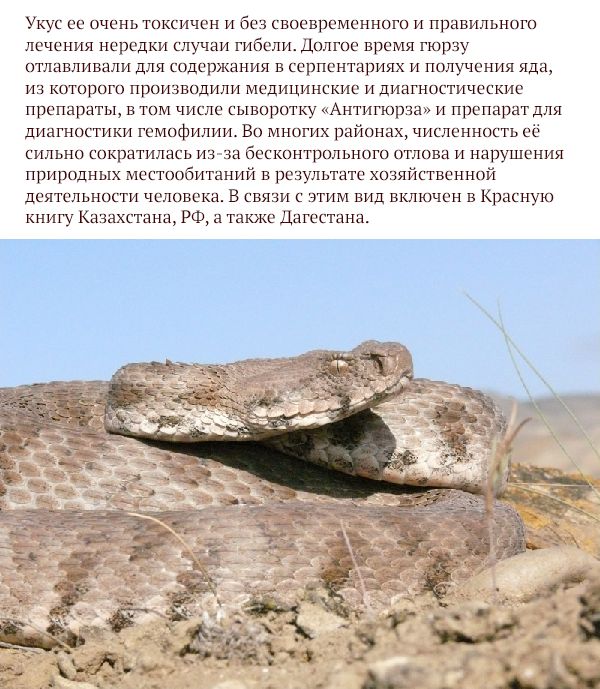 Самые опасные животные России (17 фото)