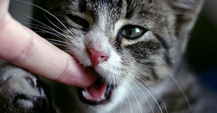 укус кошки 