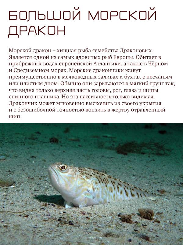 Самые опасные животные России (17 фото)