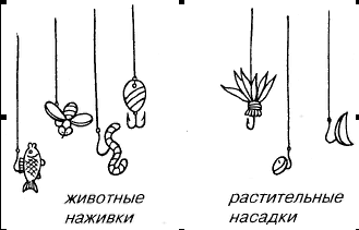 Личинки и растения находятся в желудке рыбы.