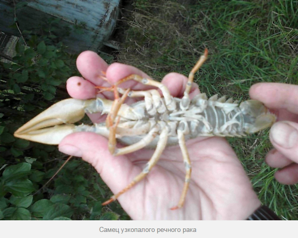 Самец узкопалого речного рака 