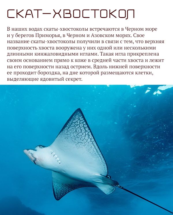 Самые опасные животные России (17 фото)