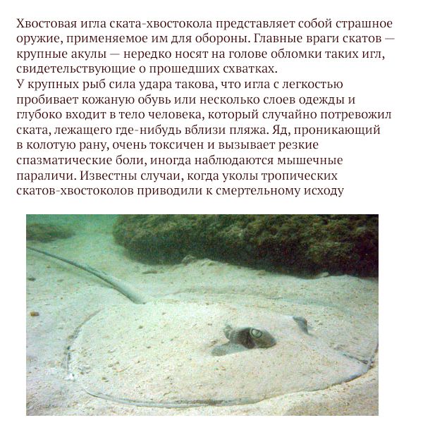 Самые опасные животные России (17 фото)