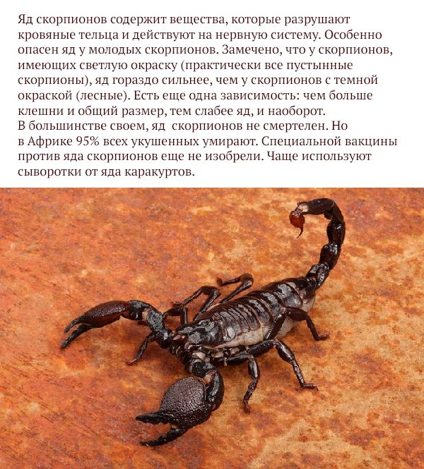 Самые опасные животные России (17 фото)