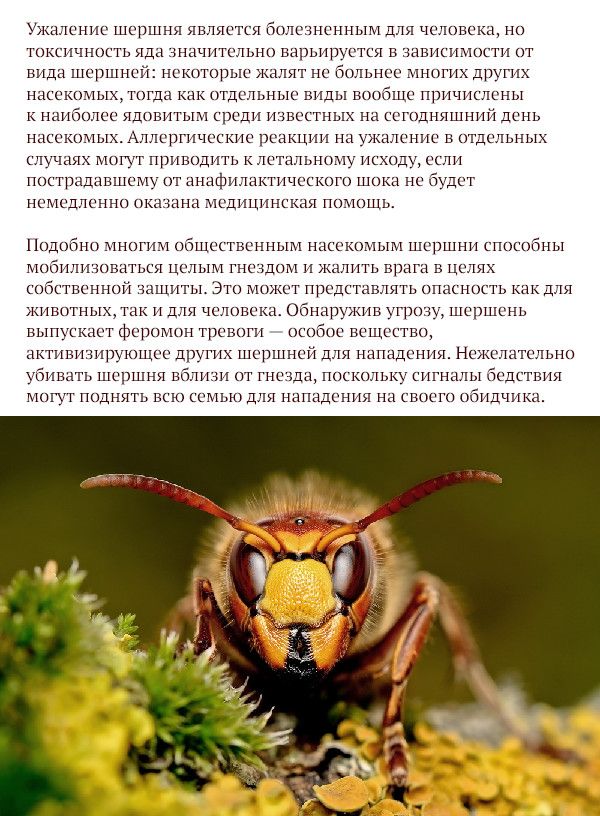 Самые опасные животные России (17 фото)