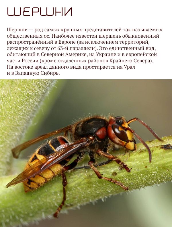 Самые опасные животные России (17 фото)
