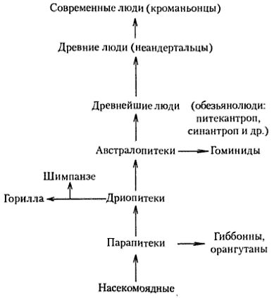 Основные этапы антропогенеза