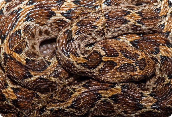 Песчаная эфа (лат. Echis carinatus)