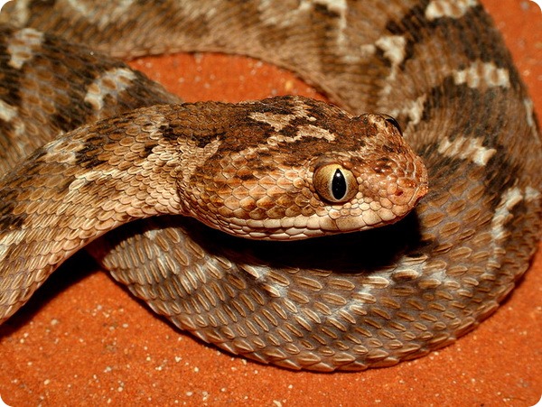 Песчаная эфа (лат. Echis carinatus)