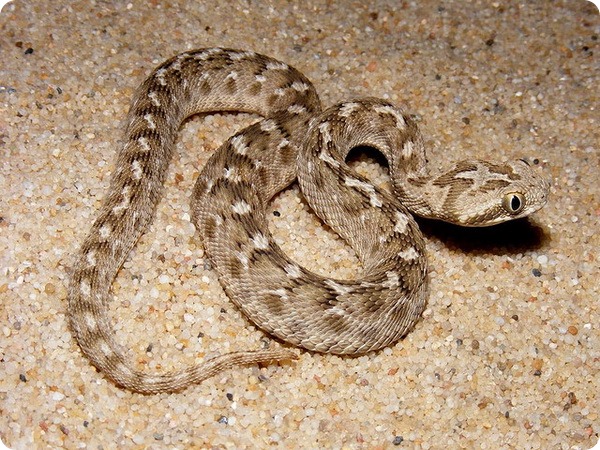 Песчаная эфа (лат. Echis carinatus)