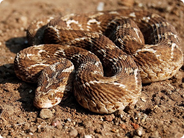 Песчаная эфа (лат. Echis carinatus)