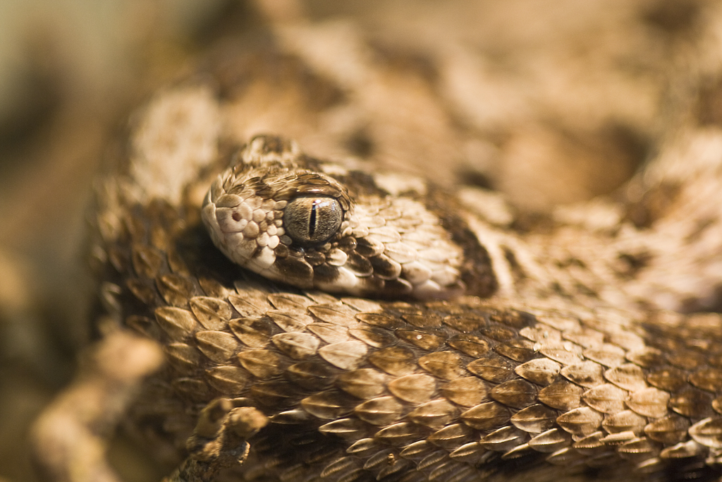 Песчаная эфа (лат. Echis carinatus)