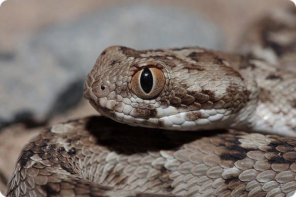 Песчаная эфа (лат. Echis carinatus)