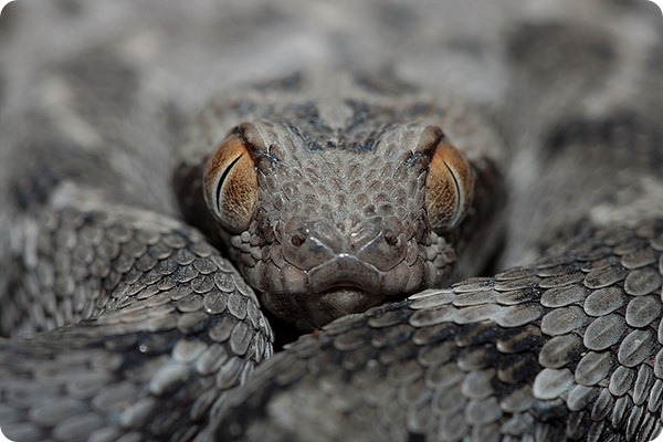 Песчаная эфа (лат. Echis carinatus)